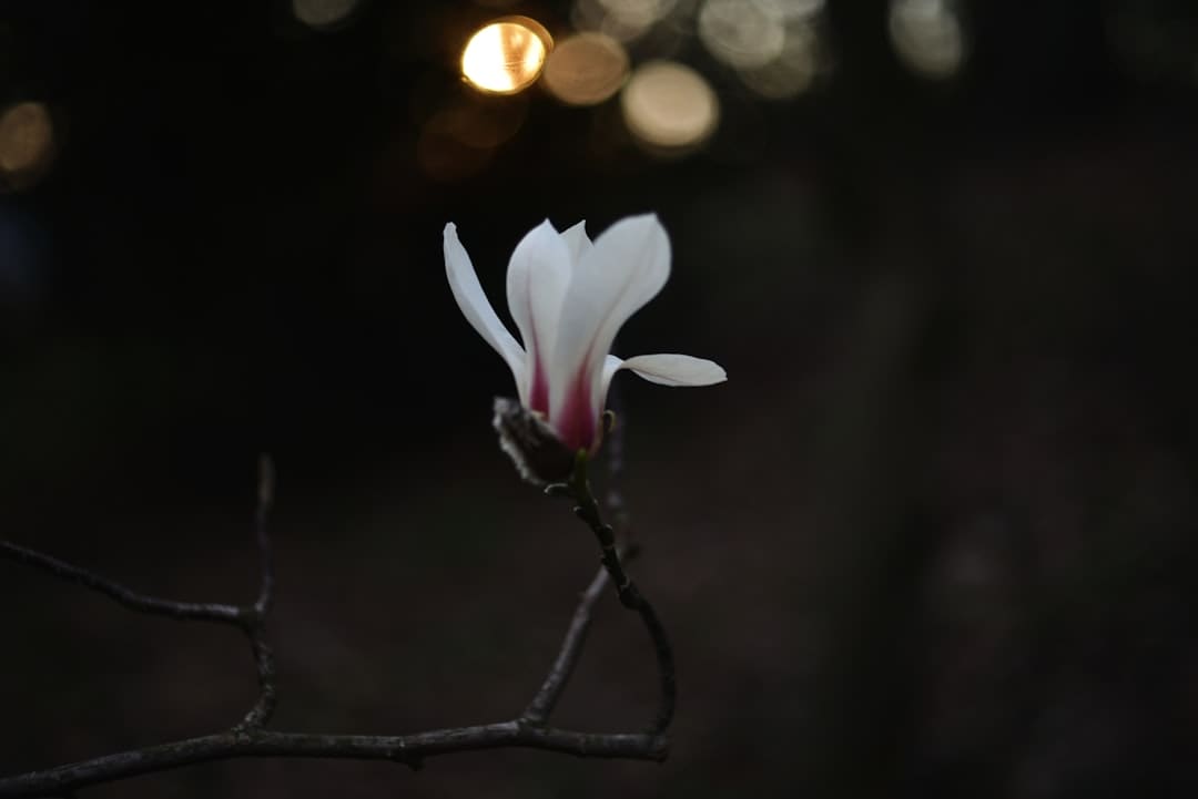 小芦笋长成致富大产业
